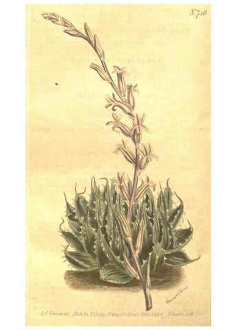 Reproducción/Reproduction 8448644112: Curtis's botanical magazine.. London ;New York [etc.] :Academic Press [etc.]