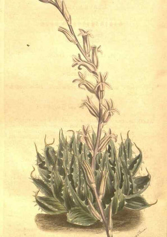 Reproducción/Reproduction 8448644112: Curtis's botanical magazine.. London ;New York [etc.] :Academic Press [etc.]