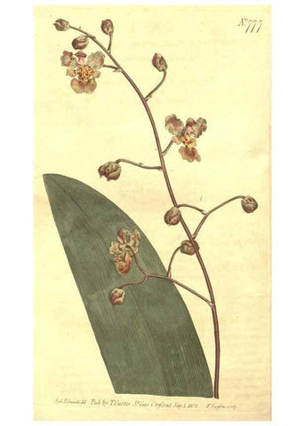 Reproducción/Reproduction 8448659160: Curtis's botanical magazine.. London ;New York [etc.] :Academic Press [etc.]