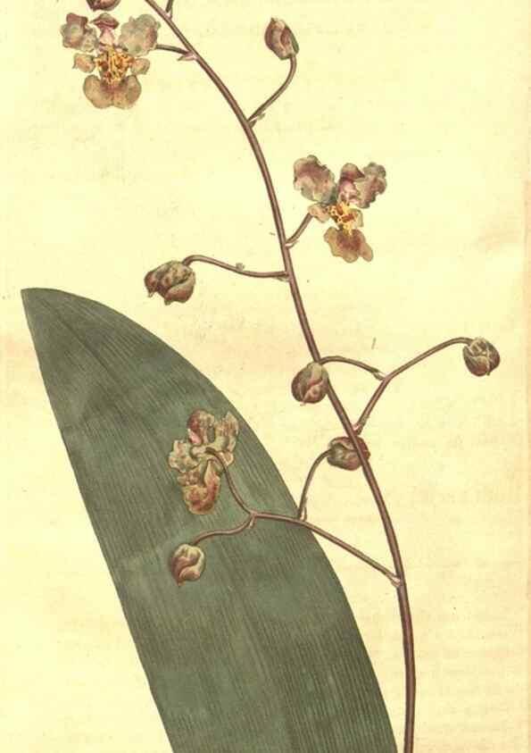 Reproducción/Reproduction 8448659160: Curtis's botanical magazine.. London ;New York [etc.] :Academic Press [etc.]