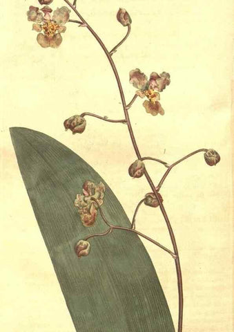 Reproducción/Reproduction 8448659160: Curtis's botanical magazine.. London ;New York [etc.] :Academic Press [etc.]