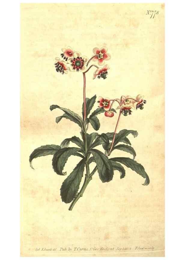 Reproducción/Reproduction 8448659776: Curtis's botanical magazine.. London ;New York [etc.] :Academic Press [etc.]