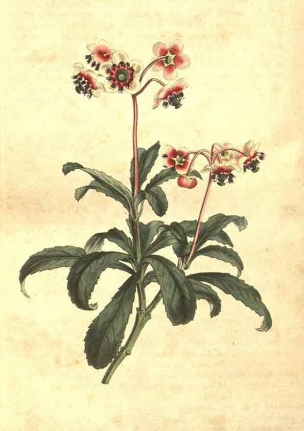 Reproducción/Reproduction 8448659776: Curtis's botanical magazine.. London ;New York [etc.] :Academic Press [etc.]