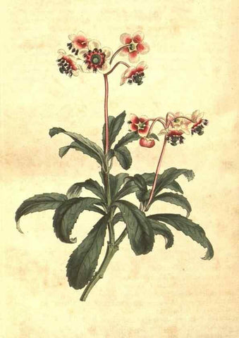 Reproducción/Reproduction 8448659776: Curtis's botanical magazine.. London ;New York [etc.] :Academic Press [etc.]