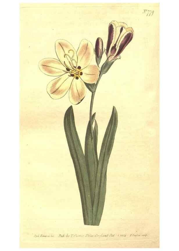 Reproducción/Reproduction 8448660344: Curtis's botanical magazine.. London ;New York [etc.] :Academic Press [etc.]