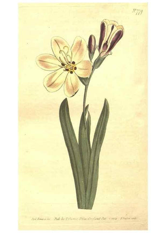 Reproducción/Reproduction 8448660344: Curtis's botanical magazine.. London ;New York [etc.] :Academic Press [etc.]