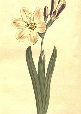 Reproducción/Reproduction 8448660344: Curtis's botanical magazine.. London ;New York [etc.] :Academic Press [etc.]