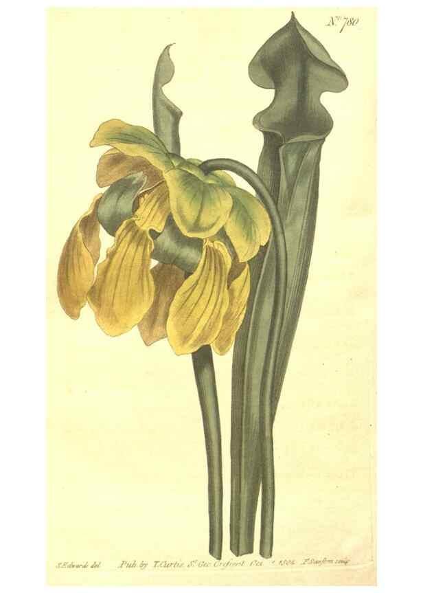 Reproducción/Reproduction 8447573291: Curtis's botanical magazine.. London ;New York [etc.] :Academic Press [etc.]