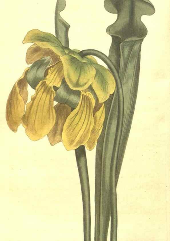 Reproducción/Reproduction 8447573291: Curtis's botanical magazine.. London ;New York [etc.] :Academic Press [etc.]