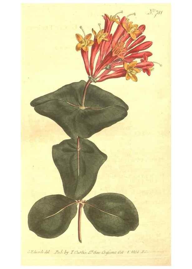 Reproducción/Reproduction 8448662024: Curtis's botanical magazine.. London ;New York [etc.] :Academic Press [etc.]