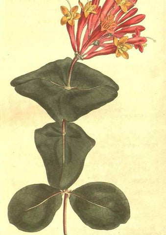 Reproducción/Reproduction 8448662024: Curtis's botanical magazine.. London ;New York [etc.] :Academic Press [etc.]