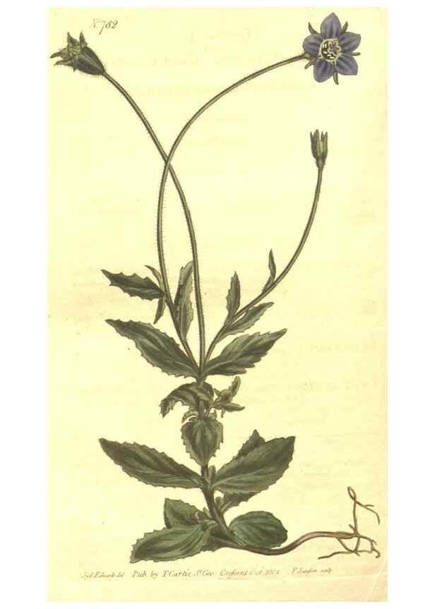 Reproducción/Reproduction 8448662724: Curtis's botanical magazine.. London ;New York [etc.] :Academic Press [etc.]