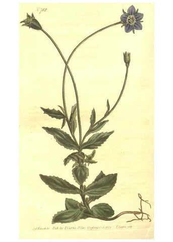 Reproducción/Reproduction 8448662724: Curtis's botanical magazine.. London ;New York [etc.] :Academic Press [etc.]
