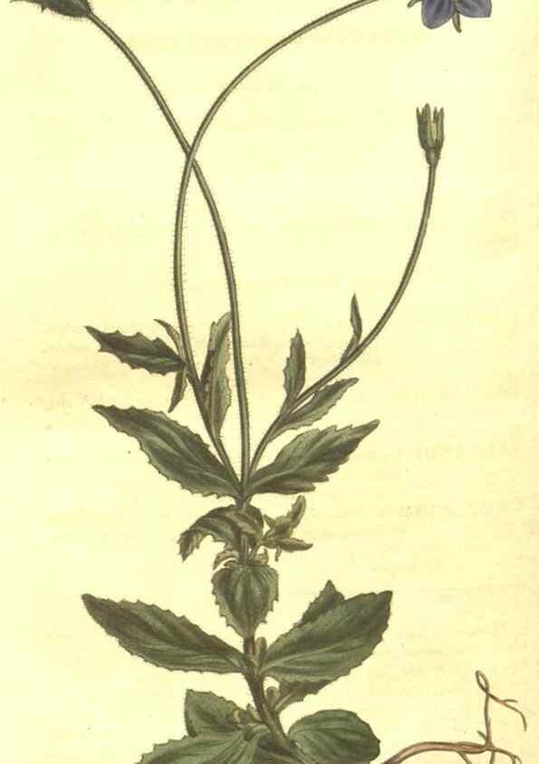 Reproducción/Reproduction 8448662724: Curtis's botanical magazine.. London ;New York [etc.] :Academic Press [etc.]