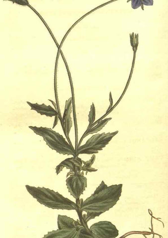Reproducción/Reproduction 8448662724: Curtis's botanical magazine.. London ;New York [etc.] :Academic Press [etc.]