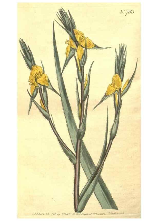 Reproducción/Reproduction 8448663360: Curtis's botanical magazine.. London ;New York [etc.] :Academic Press [etc.]