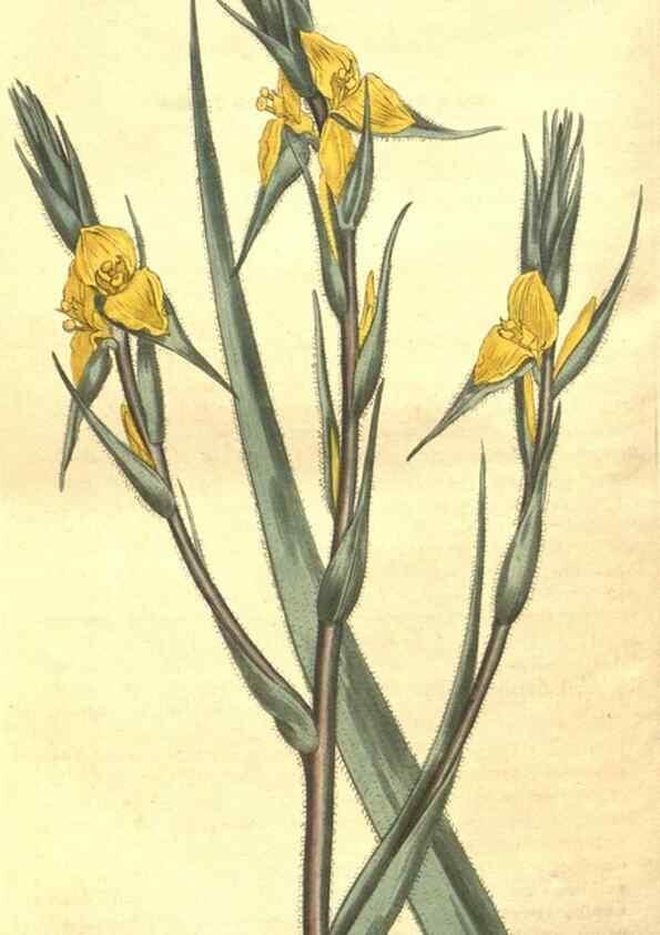 Reproducción/Reproduction 8448663360: Curtis's botanical magazine.. London ;New York [etc.] :Academic Press [etc.]