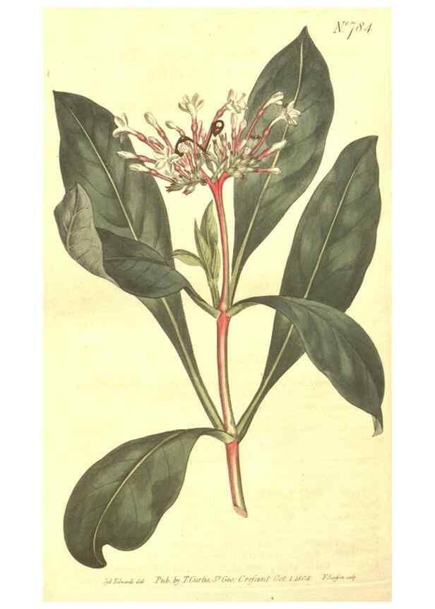 Reproducción/Reproduction 8447576239: Curtis's botanical magazine.. London ;New York [etc.] :Academic Press [etc.]