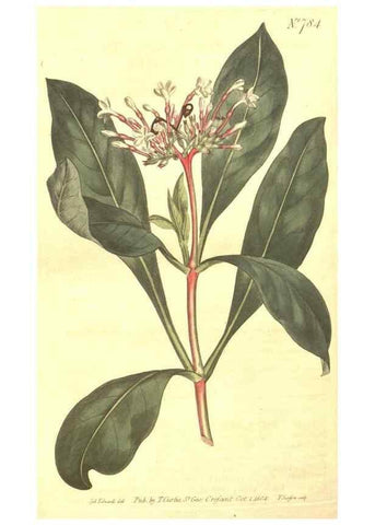 Reproducción/Reproduction 8447576239: Curtis's botanical magazine.. London ;New York [etc.] :Academic Press [etc.]