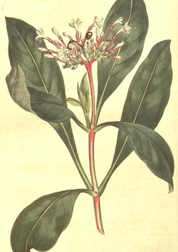 Reproducción/Reproduction 8447576239: Curtis's botanical magazine.. London ;New York [etc.] :Academic Press [etc.]