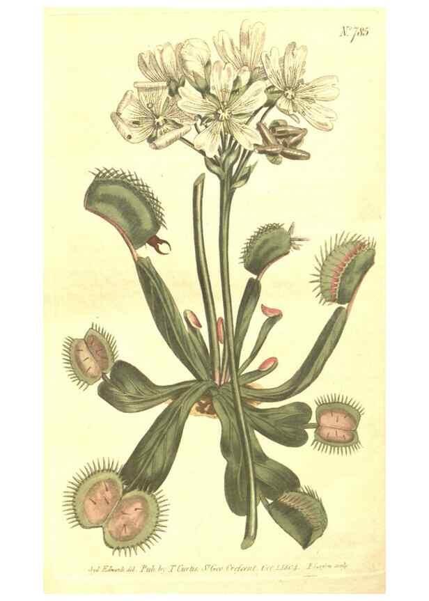 Reproducción/Reproduction 8448664858: Curtis's botanical magazine.. London ;New York [etc.] :Academic Press [etc.]