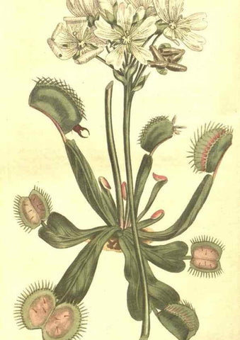 Reproducción/Reproduction 8448664858: Curtis's botanical magazine.. London ;New York [etc.] :Academic Press [etc.]