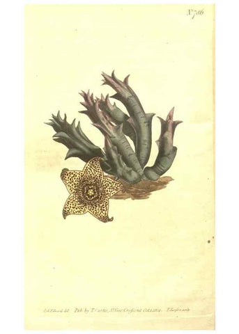 Reproducción/Reproduction 8447577431: Curtis's botanical magazine.. London ;New York [etc.] :Academic Press [etc.]