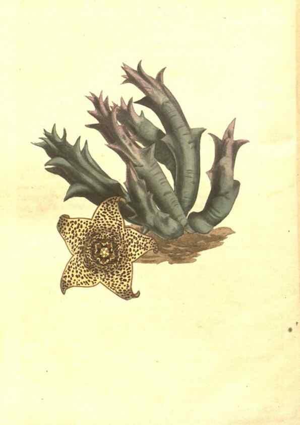 Reproducción/Reproduction 8447577431: Curtis's botanical magazine.. London ;New York [etc.] :Academic Press [etc.]