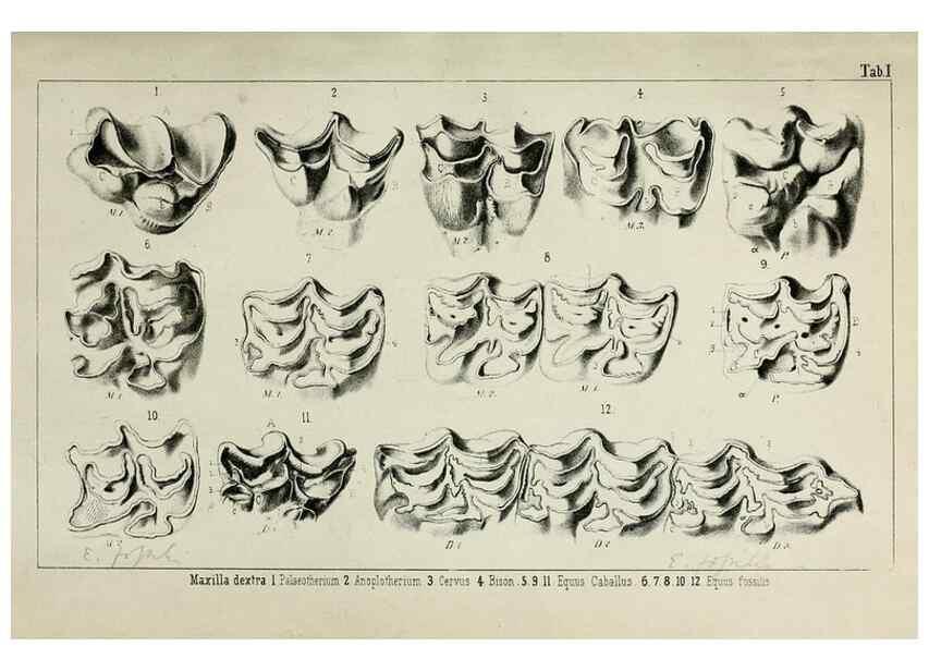 Reproducción/Reproduction 8453931406: Beiträge zur Kenntniss der fossilen Pferde und zu einer vergleichenden Odontographie der Hufthiere im Allgemeinen. Basel :[s.n.],1863.