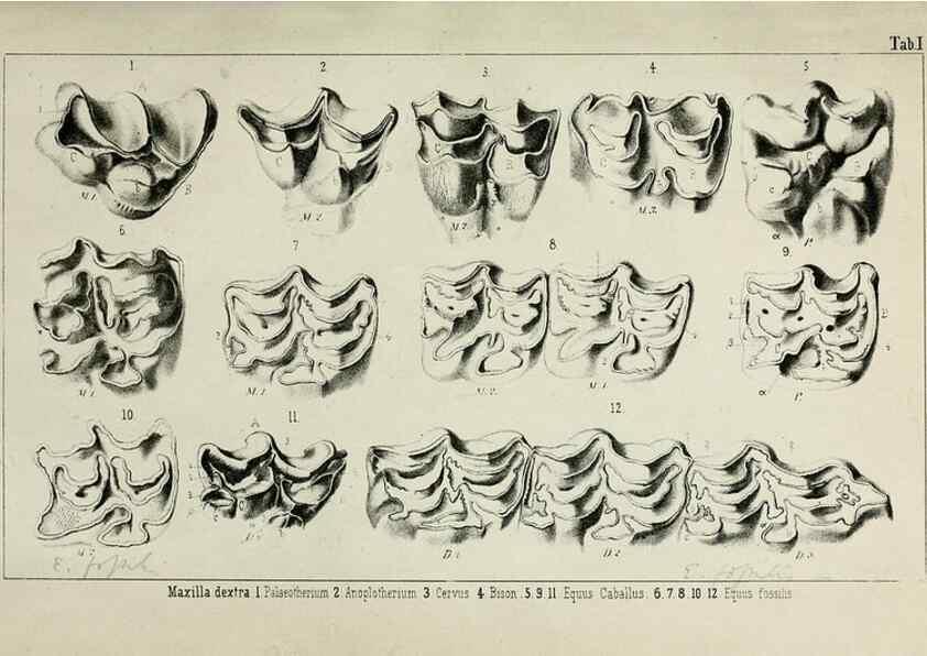 Reproducción/Reproduction 8453931406: Beiträge zur Kenntniss der fossilen Pferde und zu einer vergleichenden Odontographie der Hufthiere im Allgemeinen. Basel :[s.n.],1863.