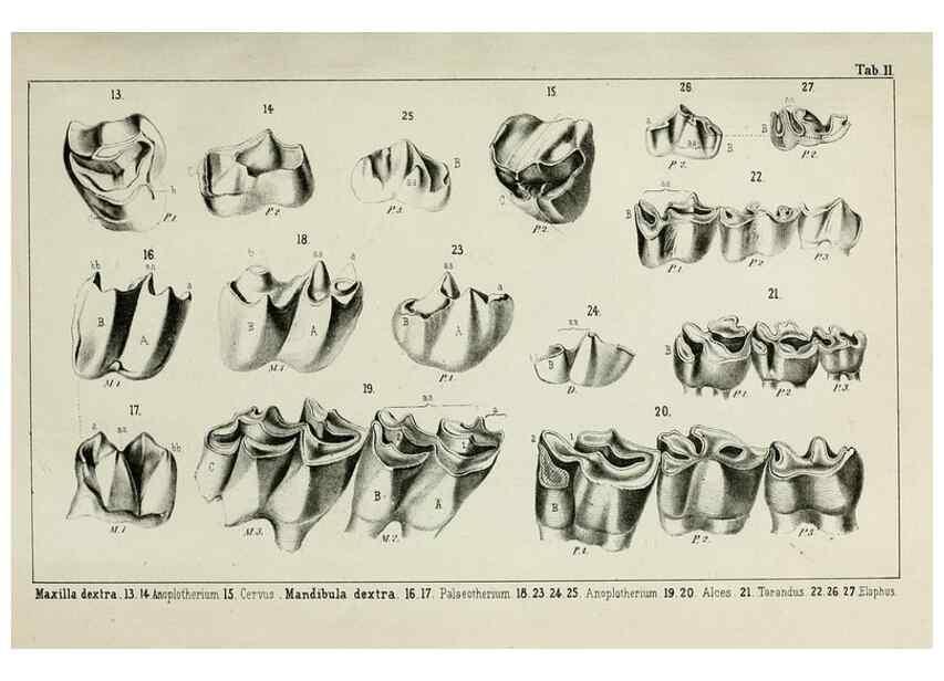 Reproducción/Reproduction 8452840741: Beiträge zur Kenntniss der fossilen Pferde und zu einer vergleichenden Odontographie der Hufthiere im Allgemeinen. Basel :[s.n.],1863.