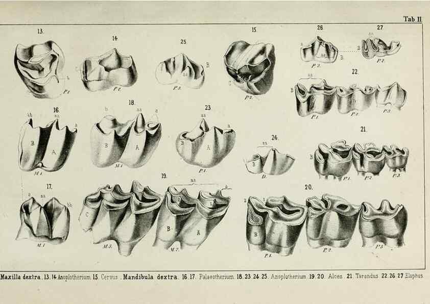 Reproducción/Reproduction 8452840741: Beiträge zur Kenntniss der fossilen Pferde und zu einer vergleichenden Odontographie der Hufthiere im Allgemeinen. Basel :[s.n.],1863.