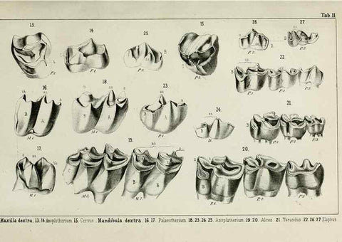 Reproducción/Reproduction 8452840741: Beiträge zur Kenntniss der fossilen Pferde und zu einer vergleichenden Odontographie der Hufthiere im Allgemeinen. Basel :[s.n.],1863.