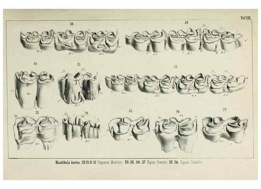 Reproducción/Reproduction 8453932406: Beiträge zur Kenntniss der fossilen Pferde und zu einer vergleichenden Odontographie der Hufthiere im Allgemeinen. Basel :[s.n.],1863.