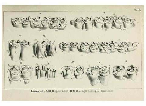 Reproducción/Reproduction 8453932406: Beiträge zur Kenntniss der fossilen Pferde und zu einer vergleichenden Odontographie der Hufthiere im Allgemeinen. Basel :[s.n.],1863.