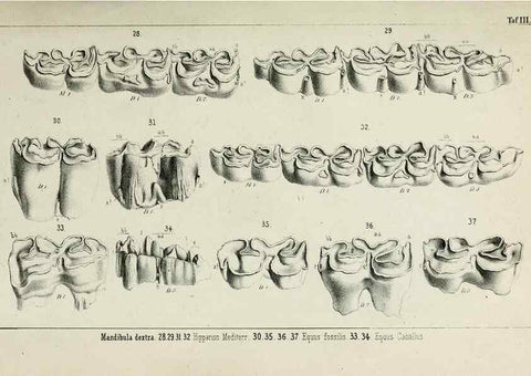 Reproducción/Reproduction 8453932406: Beiträge zur Kenntniss der fossilen Pferde und zu einer vergleichenden Odontographie der Hufthiere im Allgemeinen. Basel :[s.n.],1863.