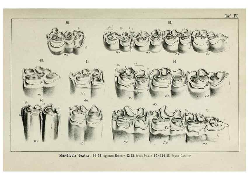 Reproducción/Reproduction 8452842051: Beiträge zur Kenntniss der fossilen Pferde und zu einer vergleichenden Odontographie der Hufthiere im Allgemeinen. Basel :[s.n.],1863.
