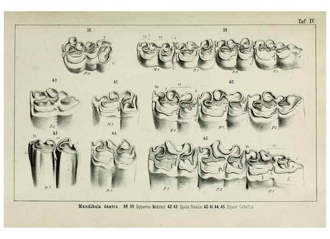 Reproducción/Reproduction 8452842051: Beiträge zur Kenntniss der fossilen Pferde und zu einer vergleichenden Odontographie der Hufthiere im Allgemeinen. Basel :[s.n.],1863.