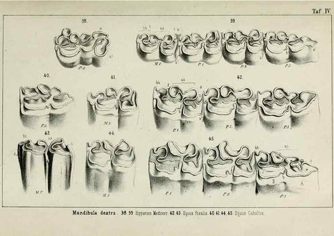 Reproducción/Reproduction 8452842051: Beiträge zur Kenntniss der fossilen Pferde und zu einer vergleichenden Odontographie der Hufthiere im Allgemeinen. Basel :[s.n.],1863.