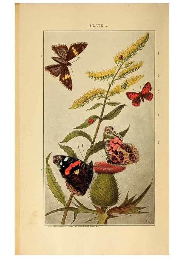 Reproducción/Reproduction 8456173496: A manual for the study of insects,. Ithaca, N.Y.,Comstock Publishing Company,1895.