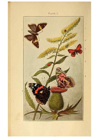 Reproducción/Reproduction 8456173496: A manual for the study of insects,. Ithaca, N.Y.,Comstock Publishing Company,1895.