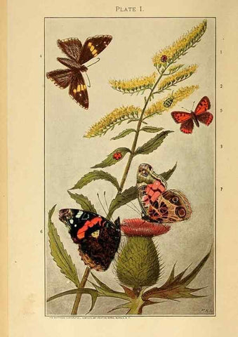 Reproducción/Reproduction 8456173496: A manual for the study of insects,. Ithaca, N.Y.,Comstock Publishing Company,1895.