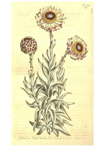 Reproducción/Reproduction 8448658402: Curtis's botanical magazine.. London ;New York [etc.] :Academic Press [etc.]