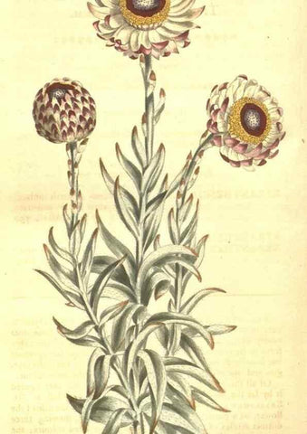 Reproducción/Reproduction 8448658402: Curtis's botanical magazine.. London ;New York [etc.] :Academic Press [etc.]