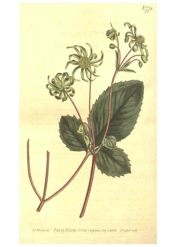 Reproducción/Reproduction 8448657804: Curtis's botanical magazine.. London ;New York [etc.] :Academic Press [etc.]