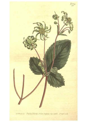Reproducción/Reproduction 8448657804: Curtis's botanical magazine.. London ;New York [etc.] :Academic Press [etc.]