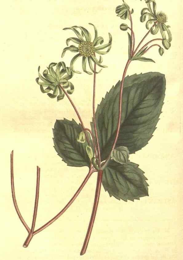 Reproducción/Reproduction 8448657804: Curtis's botanical magazine.. London ;New York [etc.] :Academic Press [etc.]