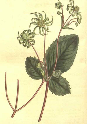 Reproducción/Reproduction 8448657804: Curtis's botanical magazine.. London ;New York [etc.] :Academic Press [etc.]