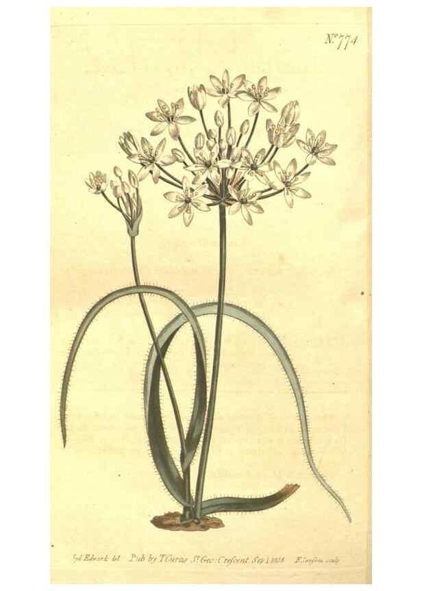 Reproducción/Reproduction 8448657128: Curtis's botanical magazine.. London ;New York [etc.] :Academic Press [etc.]