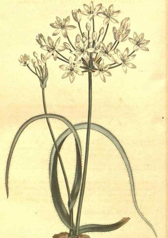 Reproducción/Reproduction 8448657128: Curtis's botanical magazine.. London ;New York [etc.] :Academic Press [etc.]